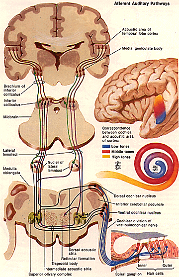 Auditory pathways in the brain from
cochlea through the brain to the cortes; from www-ece.rice.eud