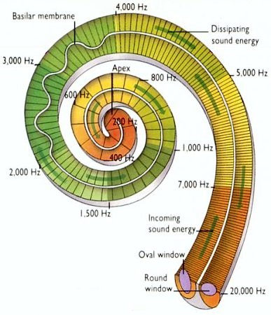 Picture of Cochlea from
http://www.cidpusa.org/I10-85-cochlea2.jpg