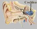 Picture of Ear from
ptolentinobioresearch.wikispaces.com